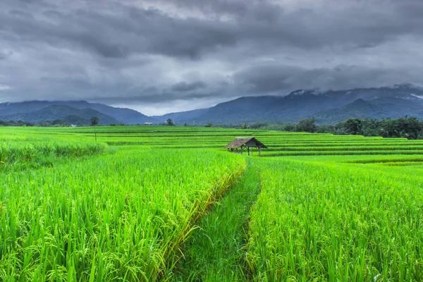 Наскільки Добре Око Бачить Мальовничі Зелені Поля Рису Північному Бенгкулу — стокове фото