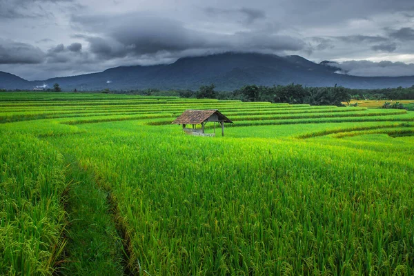 Indonesian Natural Scenery Beautiful Green Rice Fields — Stock Photo, Image