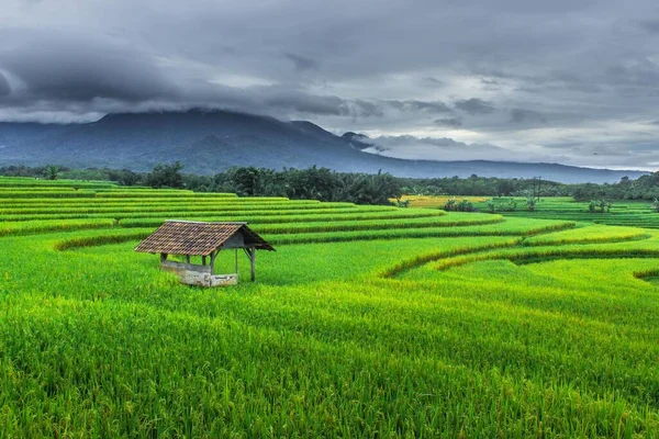 Sabah Yeşil Pirinç Tarlaları Bulutlu Koyu Manzaralı — Stok fotoğraf