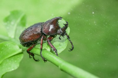 Vahşi doğada yeşil arka planı olan Japon gergedan böceği.