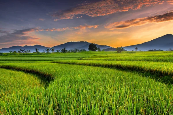 Панорамная Красота Рисовых Полей Утром Желтым Рисом Горящим Небом Горизонте — стоковое фото
