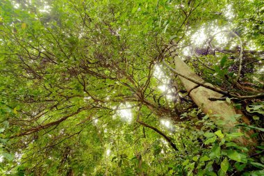 Korunmuş ormandaki ağaçların sabahki güzelliğinin soyut bir fotoğrafı.