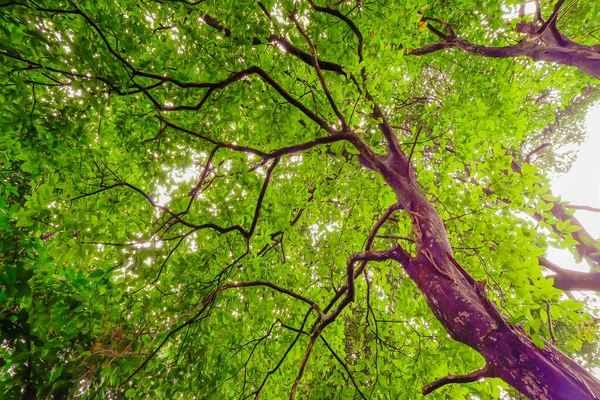 Foto Abstrata Talo Amarelo Verde Uma Árvore Manhã Uma Floresta — Fotografia de Stock