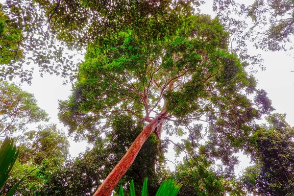 Foto Abstrata Caule Vermelho Uma Árvore Pela Manhã Que Amarela — Fotografia de Stock