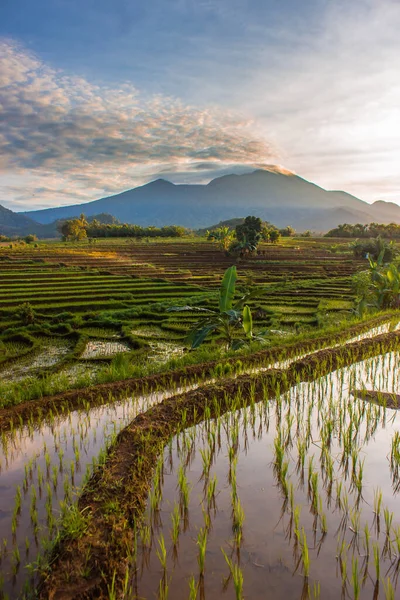 Fotos Der Indonesischen Naturlandschaft Mit Reisfeldern Und Blauen Bergen Morgen — Stockfoto