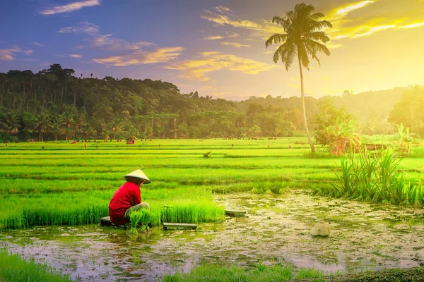 Ein Bauer Sät Morgens Seinen Reis Bengkulu Indonesien — Stockfoto