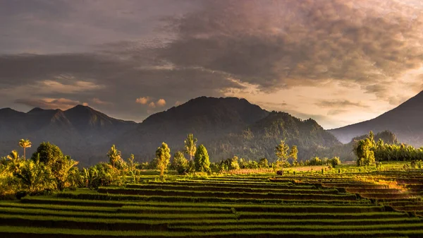 Vue Panoramique Sur Les Terrasses Riz Matin Avec Mont Bengkulu — Photo