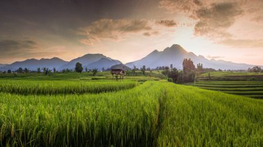 Sabahları Kuzey Bengkulu, Endonezya 'da pirinç tarlalarının panoramik manzarası