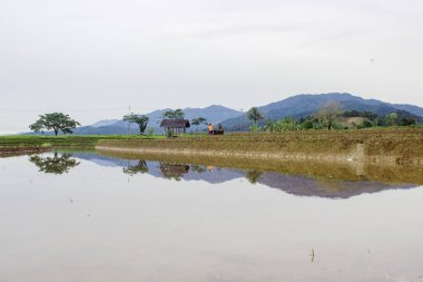 Kuzey Bengkulu, Endonezya 'da gün boyunca yağmur yağdığında açık beyaz gökyüzü ile pirinç tarlalarına yansıyan görüntüler