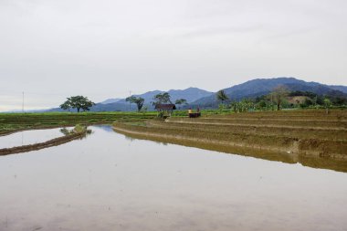 Kuzey Bengkulu, Endonezya 'da gün boyunca yağmur yağdığında açık beyaz gökyüzü ile pirinç tarlalarına yansıyan görüntüler