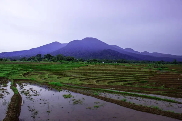 Ochtend Uitzicht Rijstterrassen Met Een Prachtige Lucht Rijstvelden Van Bengkulu — Stockfoto