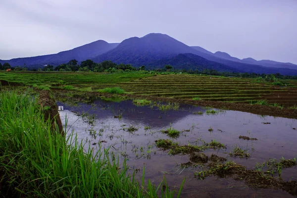 Rizsföldek Megtekintése Kék Hegyekkel Egy Felhős Napon Észak Bengkuluban Indonéziában — Stock Fotó