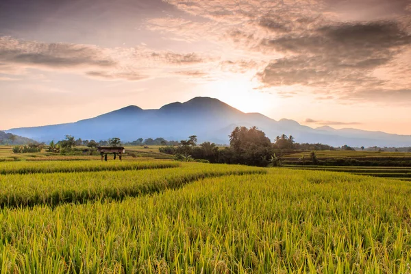 Beautiful view of rice fields with yellow rice in the morning is beautiful in Bengkulu, Indonesia