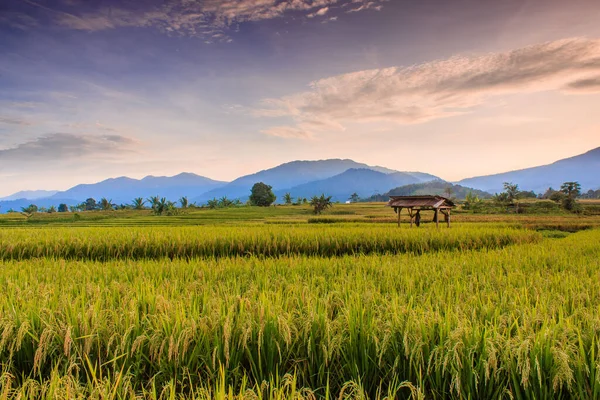 Beautiful Views Rice Fields Yellow Rice Blue Mountains Bengkulu Indonesia — Stock Photo, Image