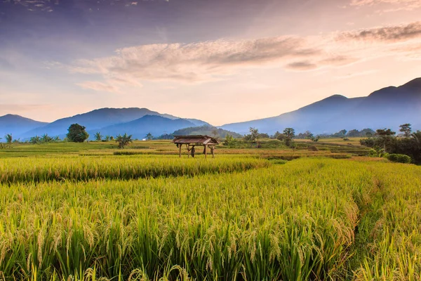 Beautiful Views Rice Fields Yellow Rice High Blue Mountains Bengkulu — Stock Photo, Image