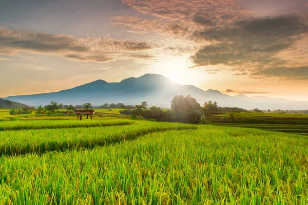 View Rice Fields Yellow Rice Beautiful Sunny Morning Bengkulu Indonesia — Stock Photo, Image