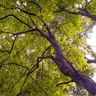 Endonezya 'nın vahşi ormanlarında doğal bir dereceye sahip sarı yaprakların ve ağaçların soyut fotoğrafı