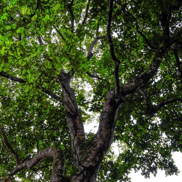 Foto Folhas Verdes Árvores Com Uma Classificação Muito Natural Nas — Fotografia de Stock