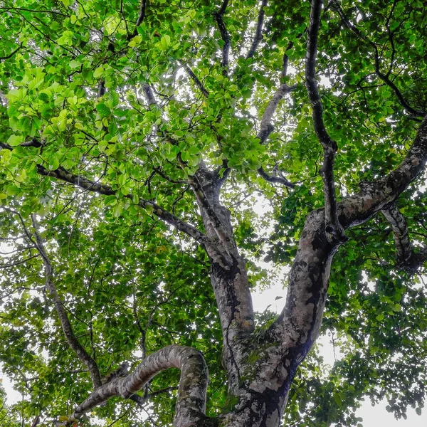 Foto Folhas Verdes Árvores Com Uma Classificação Muito Natural Nas — Fotografia de Stock