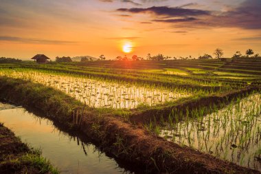 Gökyüzünün yansımasının güzelliği gün batımında pirinç teras suyunda yeşil pirinç ile Bengkulu, Endonesi 'de