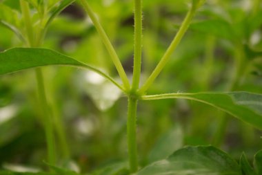 Sabah yeşil yaprak fotoğrafı ve bulanık arkaplan.