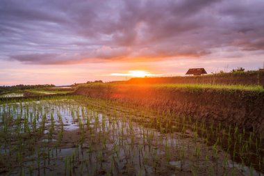 Kuzey Bengkulu, Endonezya 'daki pirinç tarlalarının panoramik manzarası, güzel renkler ve gökyüzünden gelen doğal ışık