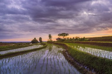 Bengkulu Utara, Endonezya 'da pirinç teraslarının oluşumu, güzel renkler ve gökyüzünden gelen doğal ışık.