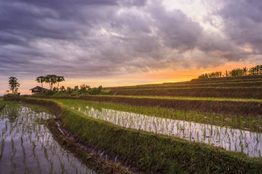 Kuzey Bengkulu, Endonezya 'daki pirinç tarlalarının güzelliği, güzel renkler ve gökyüzünün doğal ışığı.