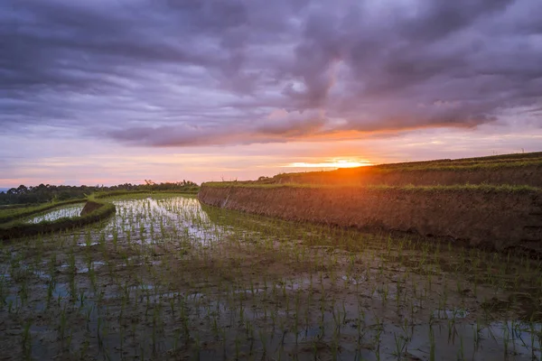 Panoramas Simples Campos Arroz Bengkulu Utara Indonésia Belas Cores Luz — Fotografia de Stock