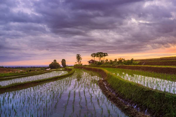 Σχηματισμούς Ταράτσες Ρυζιού Στη Βεγγκούλου Utara Ινδονησία Όμορφα Χρώματα Και — Φωτογραφία Αρχείου