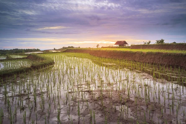 Όμορφες Βεράντες Ρυζιού Στην Ασία Βόρεια Bengkulu Ινδονησία Όμορφα Χρώματα — Φωτογραφία Αρχείου
