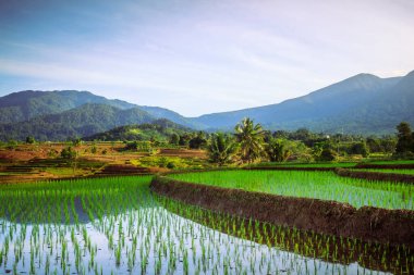 Sabahları Endonezya pirinç tarlalarının doğal manzarası pirinç terasları ve dağlarla
