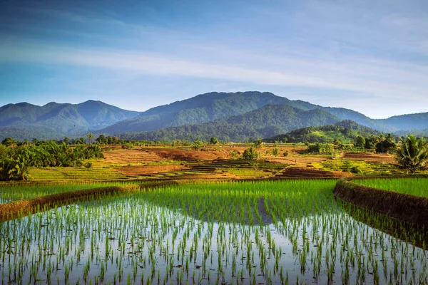 朝の棚田と山の反射によるインドネシアの田んぼの自然風景 — ストック写真