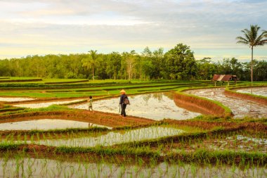 Yeni ekilmiş pirinç tarlaları ve pirinç tarlalarında yürüyen çocuklu çiftçiler.