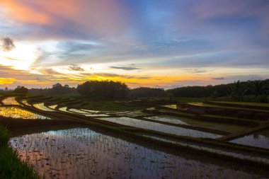 Öğleden sonra Bengkulu, Endonezya 'daki yeni sürülmüş terasların yansımasıyla pirinç tarlalarının manzarası