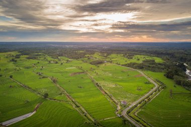 Kuzey Bengkulu, Endonezya 'da Gunung Barisan' ın altındaki pirinç tarlalarının hava manzarası.