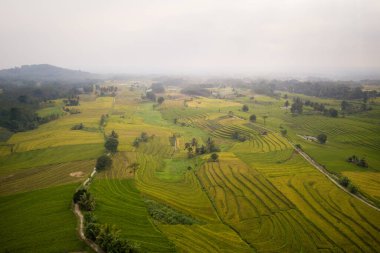 Kuzey Bengkulu Endonezya 'daki çeltik tarlaları