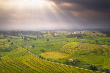 Pirinç tarlalarında sarı renkte ışıkla güzel hava manzarası