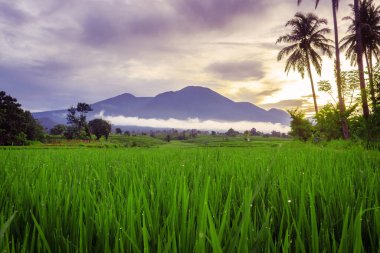 the natural beauty of the countryside with green rice fields in the morning with dew and a beautiful sunrise in Kemumu village, Bengkulu Utara, Indonesia