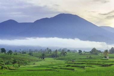 Bengkulu Utara, Endonezya 'daki orijinal pirinç tarlalarının ve bulanık mavi dağların ve sabah sisi bulutlarının fotoğrafı.