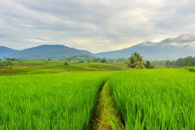 Bengkulu Utara, Endonezya 'daki pirinç tarlalarının ve bulanık mavi dağların orijinal doğal manzarasının fotoğrafı.
