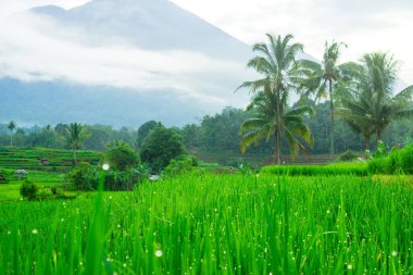 Pirinç tarlalarının doğal manzarasının fotoğrafları. Sabah pirinç tarlalarının yeşilliğinde.