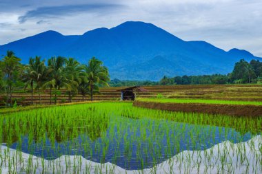 Kuzey Bengkulu, Endonezya 'daki yeşil pirinç tarlalarında dağların yansıttığı pirinç tarlalarının görüntüsü