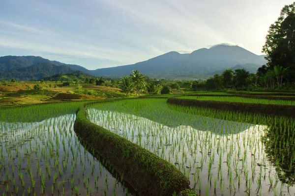 Gyönyörű Táj Reggel Falu Természet Gyönyörű Rizs Mezők Indonéziában — Stock Fotó