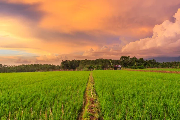 Beauty Sunset Green Rice Fields Indonesia — Stock Photo, Image