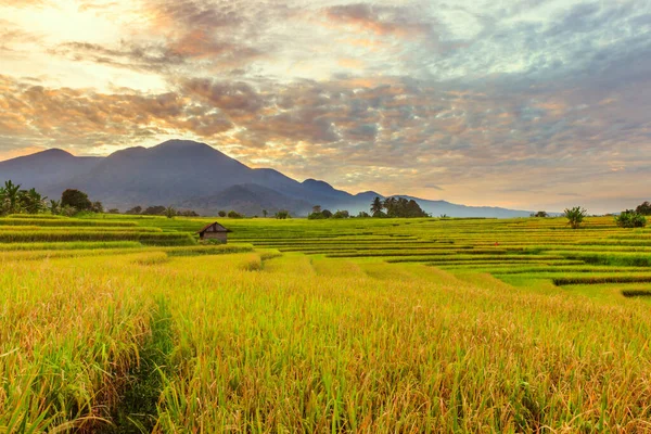 Die Schönheit Des Morgens Den Gelben Reisfeldern Den Bergen Bei — Stockfoto