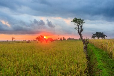 Öğleden sonra Endonezya 'da güzel dağları olan uçsuz bucaksız sarı yeşil pirinç tarlaları.