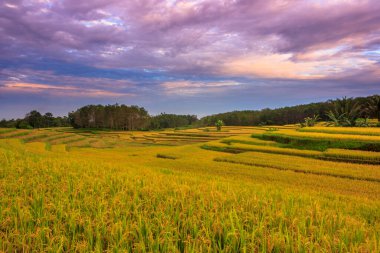 Endonezya 'da güzel bir kırmızı mavi gökyüzü ve sabahları uçsuz bucaksız sarı pirinç tarlaları