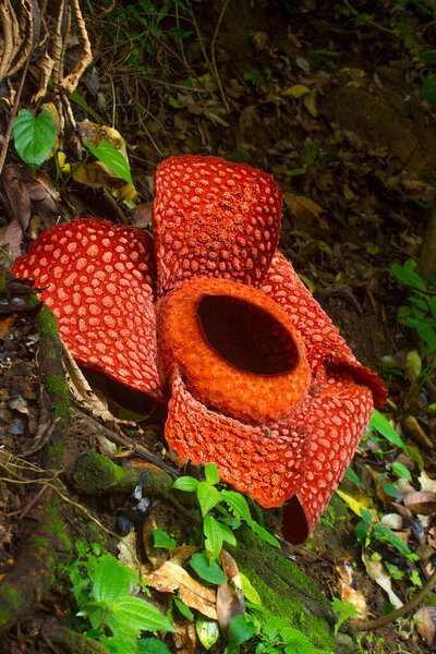 Raflesia gadutensis flower in the tropical forest area of Bengkulu Indonesia on sunny mornings