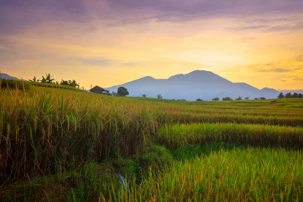 Landscape View Vast Expanse Yellow Rice Fields Morning Beautiful Red — Stock Photo, Image